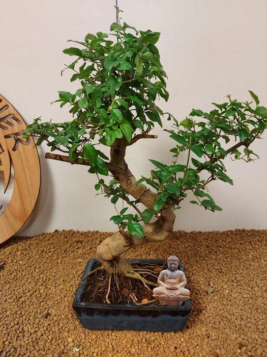 Liguster bonsai (Ligustrum) - Hoogte (boom): 40 cm - Diepte, Antiek en Kunst, Curiosa en Brocante