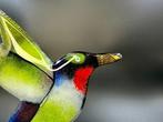 Studio Habrat - Beeldje - Humming Bird - samensmelten
