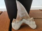 Haai - Fossiele tand - Otodus sokolovi - 6.5 cm - 4.7 cm