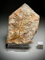 VERHALEN BLADEN BORD-Hoge kwaliteit - Gefossiliseerde plant
