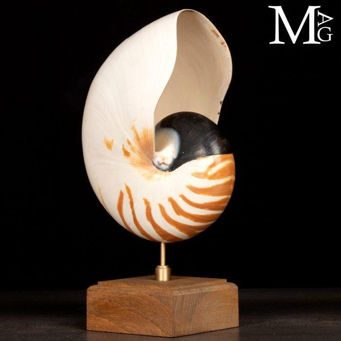 Grote Nautilus Pompilius – Wunderkammer Beeldhouwwerk, Verzamelen, Dierenverzamelingen