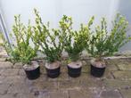 Ilex crenata Green Hedge AANBIEDING!, Tuin en Terras, Planten | Bomen, In pot, Halfschaduw, Lente, Overige soorten