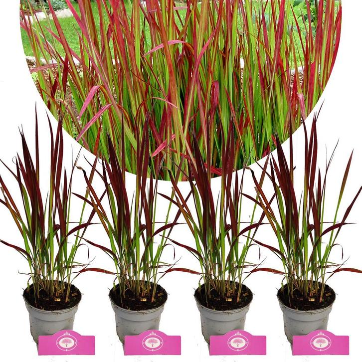 Imperata cylindrica Red Baron + Pot 9cm 4 stuk, Tuin en Terras, Planten | Fruitbomen, Halfschaduw, Verzenden