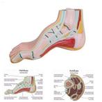 Anatomie model voet, holvoet, Nieuw, Verzenden