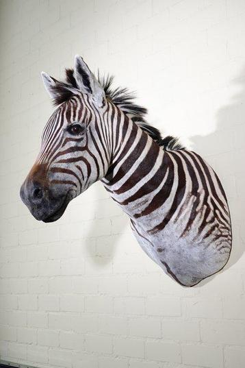 Zebra Head Taxidermie wandmontage - Equus quagga - 45 cm - beschikbaar voor biedingen