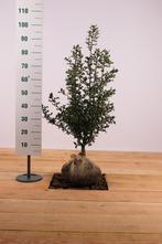 Gewone Hulst/Ilex aquifolium 50t/m175cm (Haagplant), Ophalen of Verzenden, Overige soorten, Haag, 100 tot 250 cm