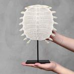 Geen reserveprijs - Chinese softshellschildpad carapax op