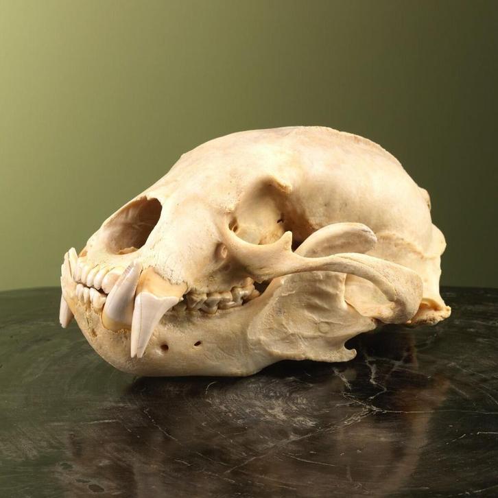 Maleise Beer Schedel Taxidermie Opgezette Dieren By Max, Verzamelen, Dierenverzamelingen, Opgezet dier, Nieuw, Wild dier, Ophalen of Verzenden