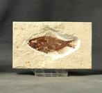 Prachtigste fossiele vis op steen - - Gefossiliseerd dier -