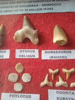 Fossiele tanden (Zonder Minimumprijs)