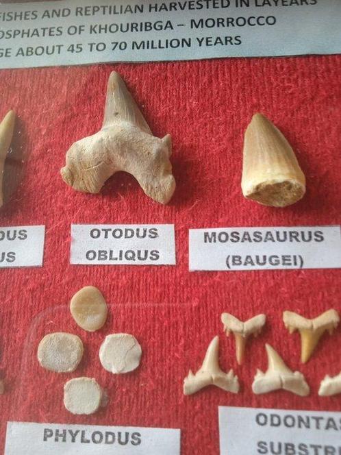 Fossiele tanden (Zonder Minimumprijs), Verzamelen, Mineralen en Fossielen