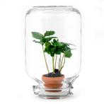 Easyplant - Coffea Arabica - Mini-ecosysteem, Huis en Inrichting, Verzenden, Nieuw