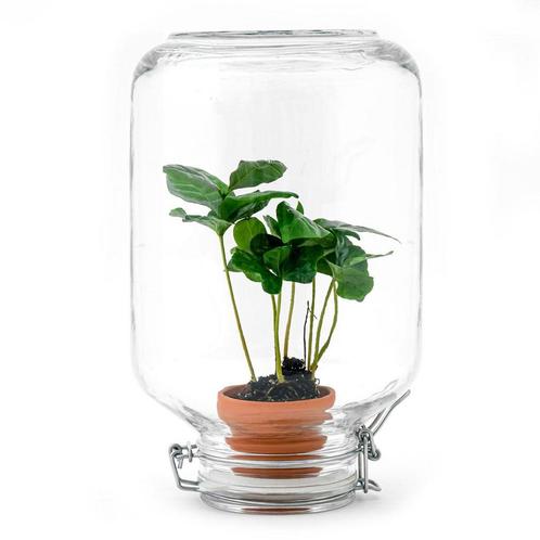 Easyplant - Coffea Arabica - Mini-ecosysteem, Huis en Inrichting, Woonaccessoires | Overige, Nieuw, Verzenden