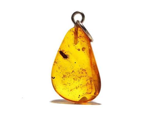 RARÉ kakkerlak nimf in Baltisch amber – prehistorisch insect, Verzamelen, Dierenverzamelingen
