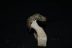 Trilobiet - Gefossiliseerd dier - Crotalocephalus - 6 cm