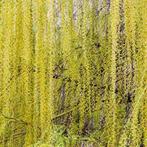 Salix Babylonica Pendula - Chinese Treurwilg (Kale Wortel), Tuin en Terras, Ophalen of Verzenden, Lente, Volle zon, 100 tot 250 cm