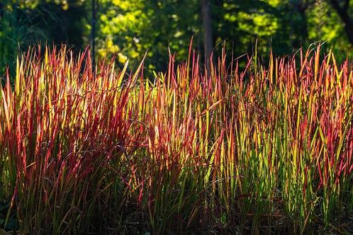 Imperata cylindrica ‘Red Baron’ - Potmaat 9x9 cm, Tuin en Terras, Planten | Tuinplanten, Ophalen of Verzenden