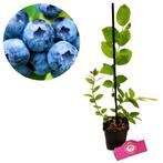 blauwe bes Vaccinium corymbosum Jersey + Pot 9, Volle zon, Verzenden