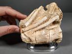 Mosasaurus wervelkolom en ribben - Fossiel bot -, Verzamelen