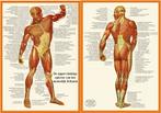 Anatomie poster spieren (Nederlands, gelamineerd, A4)
