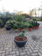 Ilex Crenata bonsai Japanse hulst in Sierpot, Nieuw, Ophalen