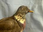 Houtduif Taxidermie volledige montage - Columba palumbus, Verzamelen, Dierenverzamelingen, Nieuw