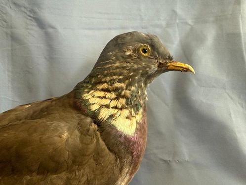 Houtduif Taxidermie volledige montage - Columba palumbus, Verzamelen, Dierenverzamelingen