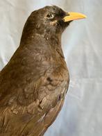 Alpenkraai Taxidermie volledige montage - Pyrrhocorax, Nieuw