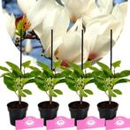 Magnolia soulangeana Alba Superba + pot 9cm 4 pcs, Verzenden, Volle zon