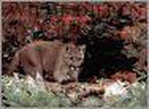 WILDE DIEREN IN NOORD-AMERIKA 9783829043502 Auteur, Boeken, Wetenschap, Gelezen, Verzenden