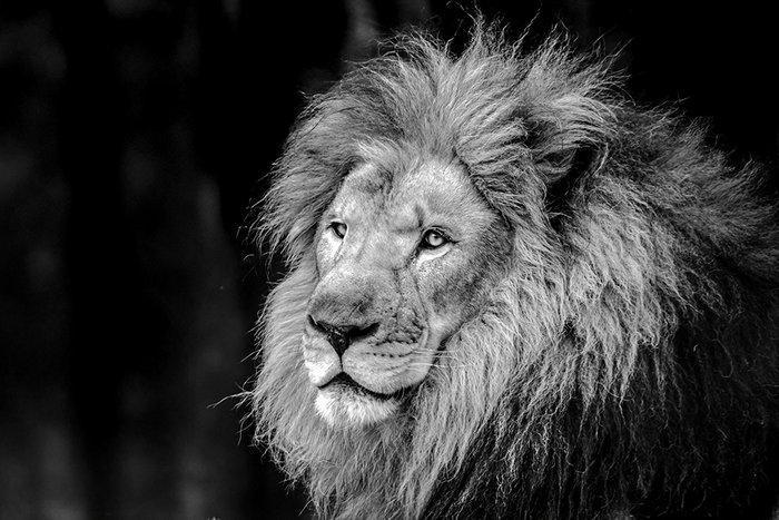 Viktoria Farkas - Noble Gaze, Antiek en Kunst, Kunst | Designobjecten