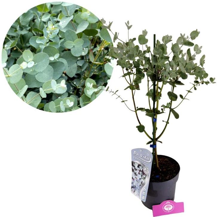 Eucalyptus gunnii + pot 19cm, Tuin en Terras, Planten | Tuinplanten, Verzenden