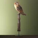 Kerkuil Taxidermie Opgezette Dieren By Max, Ophalen of Verzenden, Nieuw, Vogel, Opgezet dier