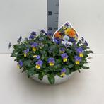 Viola corn. Sorbet mix - Hoogte 25cm - Potmaat 36cm, Huis en Inrichting, Kamerplanten, Ophalen