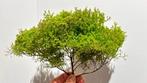 Ultra Realistische modelbouw bomen H0, N, TT - eigen, Hobby en Vrije tijd, Modeltreinen | H0, Nieuw