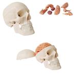 Anatomie model schedel met hersenen, 10-delig, Nieuw