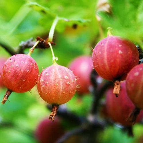 Kruisbes Reflamba, Tuin en Terras, Planten | Fruitbomen, Volle zon, Verzenden