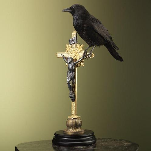 Kraai Taxidermie volledige montage - Corvus corone - 65 cm -, Verzamelen, Dierenverzamelingen