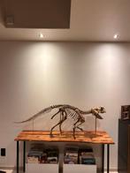 Dinosaurus Taxidermie replica montage - Psittacosaurus