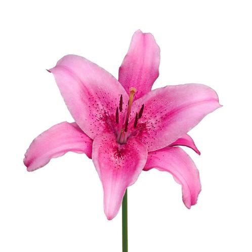 Bloembollen - 24 x Lelie Pink County - roze met paars, Tuin en Terras, Bloembollen en Zaden, Bloembol, Voorjaar, Volle zon, Verzenden