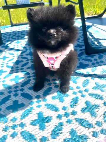 Gezonde, speelse pomeranian pomeriaan teefje en reutje beschikbaar voor biedingen