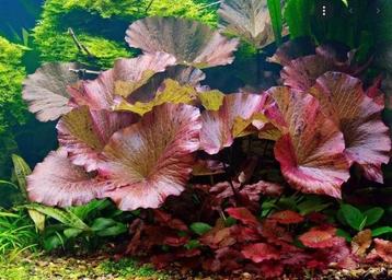 Nymphaea lotus rood aquariumplant - Rode tijgerlotus beschikbaar voor biedingen