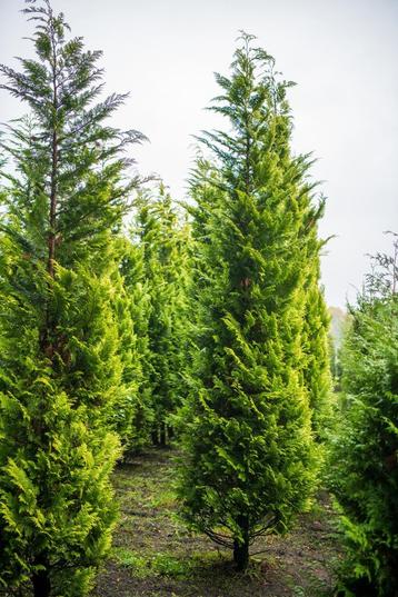 Chamaecyparis lawsoniana Ivonne 400-450 met kluit beschikbaar voor biedingen