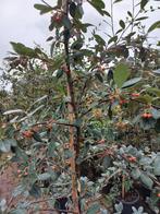 Cotoneaster Lacteus, Ophalen