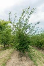 Prunus incisa The Bride meerstammig 250-300
