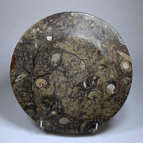 Fossiel Sierbord - Gefossiliseerde schelp - 35 cm (Zonder, Verzamelen, Mineralen en Fossielen