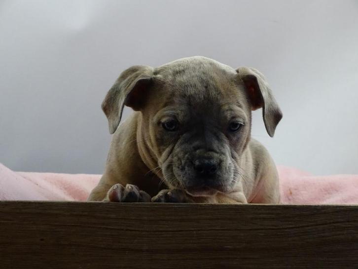 Old English Bulldog pups! | Mogen mee! | Hartelijk Welkom., Dieren en Toebehoren, Honden | Bulldogs, Pinschers en Molossers, Meerdere