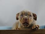 Old English Bulldog pups! Type Classic. Mogen direct mee!, Parvo, Nederland, 8 tot 15 weken, Bulldog