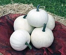 Snowball F1 Witte pompoen 50 zaden, Huis en Inrichting, Woonaccessoires | Kunstplanten en Kunstbloemen, Nieuw, Ophalen of Verzenden