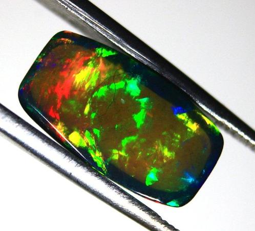 Geachte afgevaardigden. 2.40 Natuurlijke Ethiopische zwarte, Verzamelen, Dierenverzamelingen